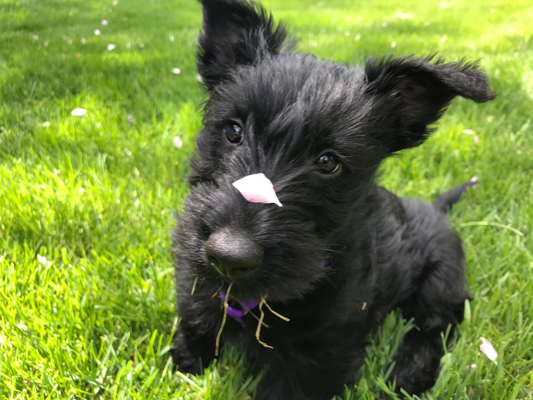 5 Places to get out with Your Dog